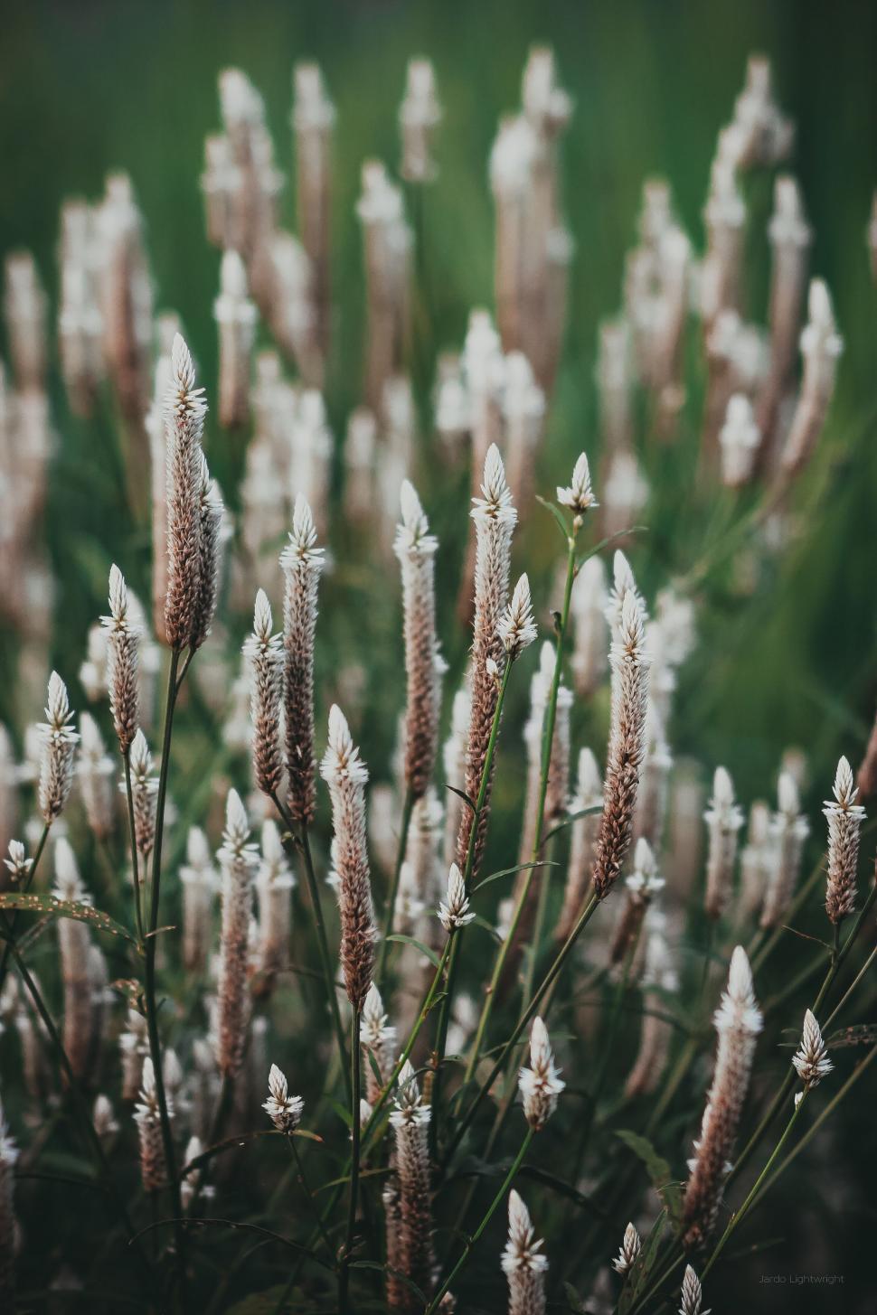 Free Image of Our Lord\'s candle Flowers  